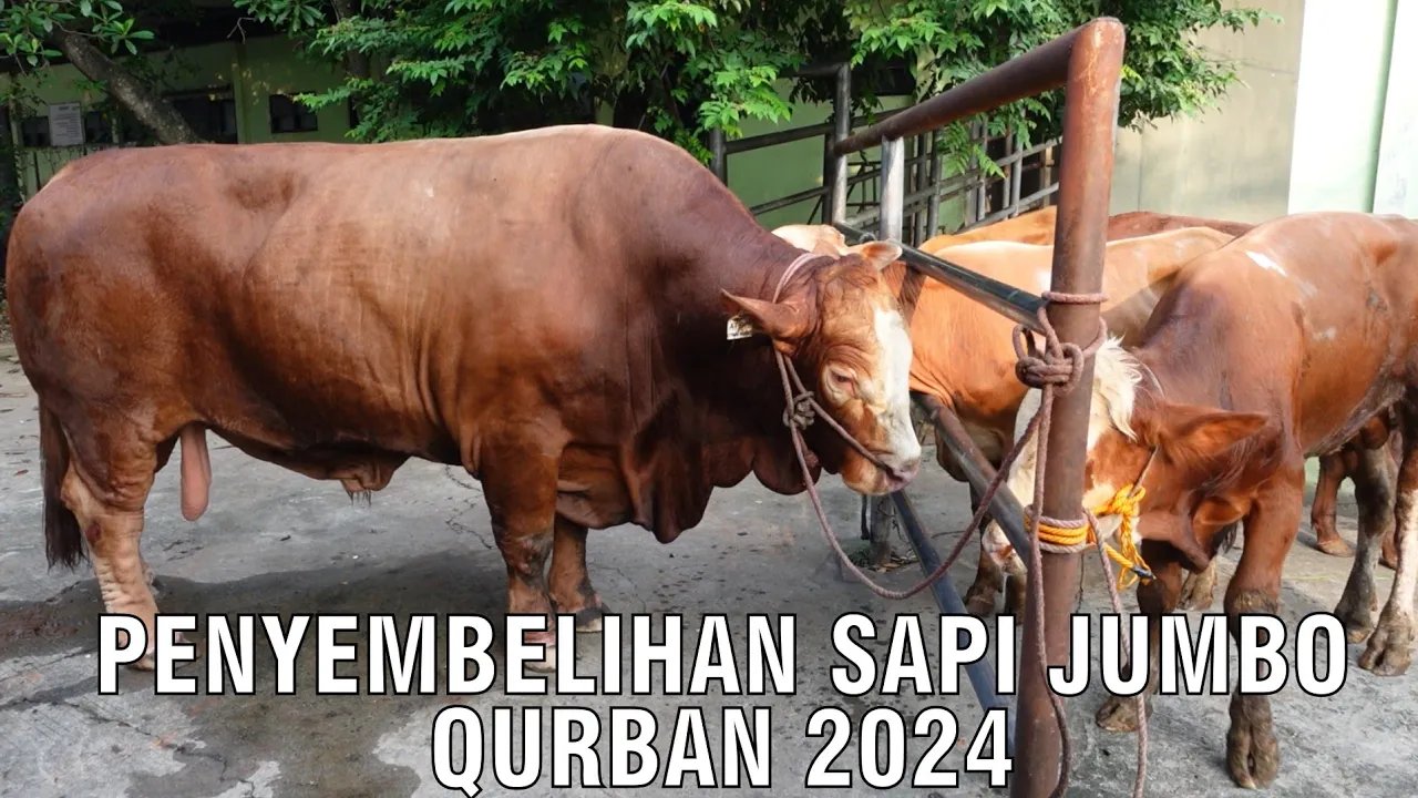 
                                 Penyembelihan-Sapi-Qurban-Jumbo-Bagong
